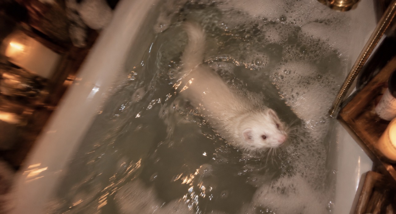 A white ferret swimming in a candlelit bath